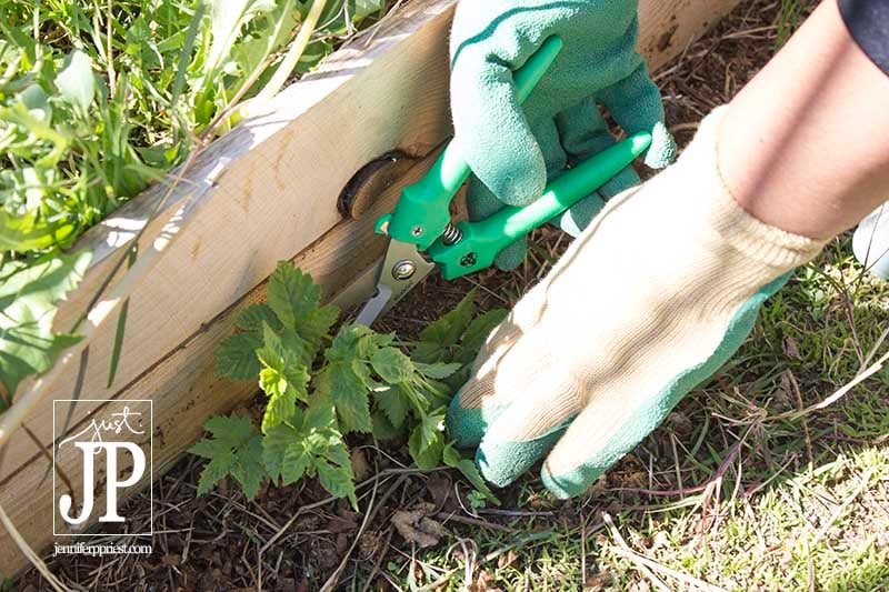 Pruning with Miracle-Gro JPriest