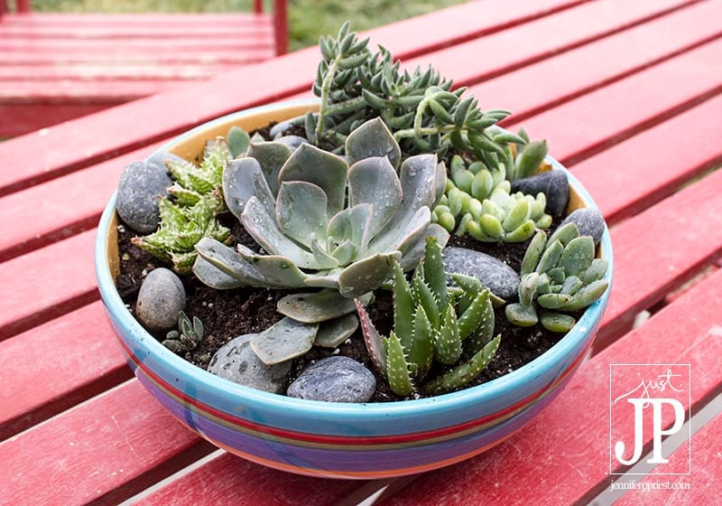 DIY Succulent Garden using a bowl form the thrift shop - plus tips on making this for under $20!