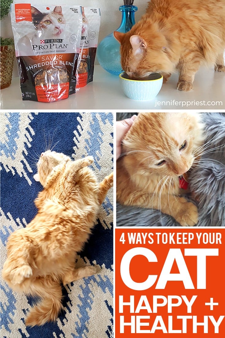 4 Ways to Keep Your Cat Healthy and Happy