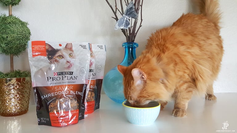 4 Ways to Keep Your Cat Healthy and Happy