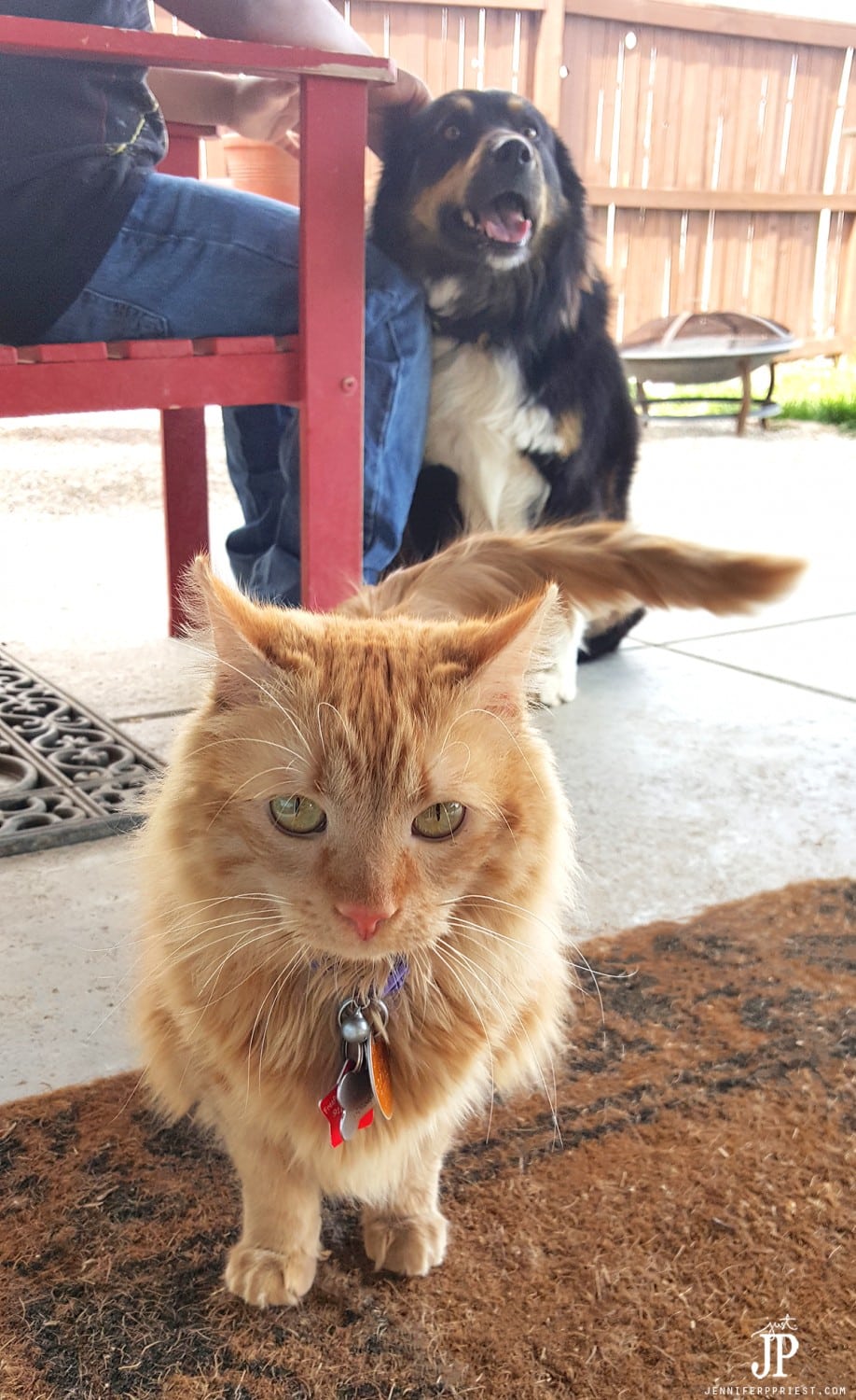 Adventure-Kitty-Loves-hanging-out-with-us-outside-with-the-dogs
