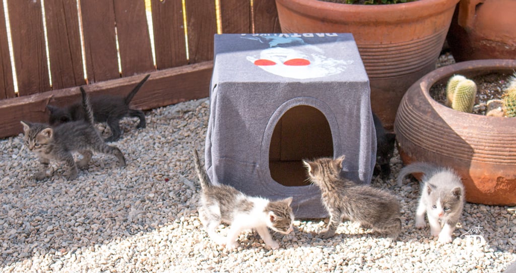 4-Week-Old-Kittens-TIPSY-ELVES-Cat-Cave-Jennifer-Priest