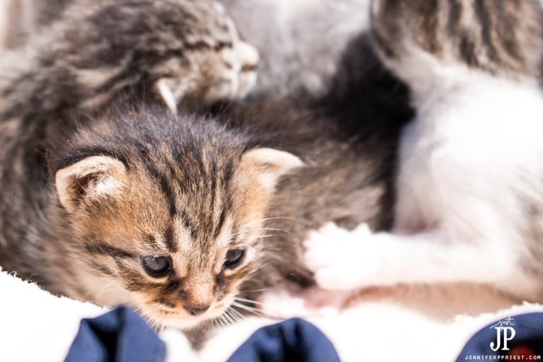 What to do on June 15 “Take Your Cat on an Adventure” Day