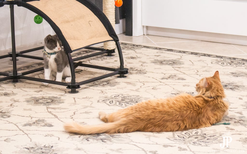 Tubbs-and-Adventure-Kitty-playing-jenniferppriest-3