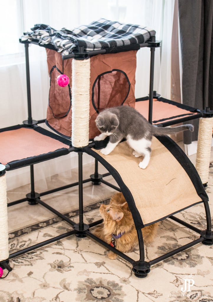 Tubbs-and-Adventure-Kitty-playing-jenniferppriest