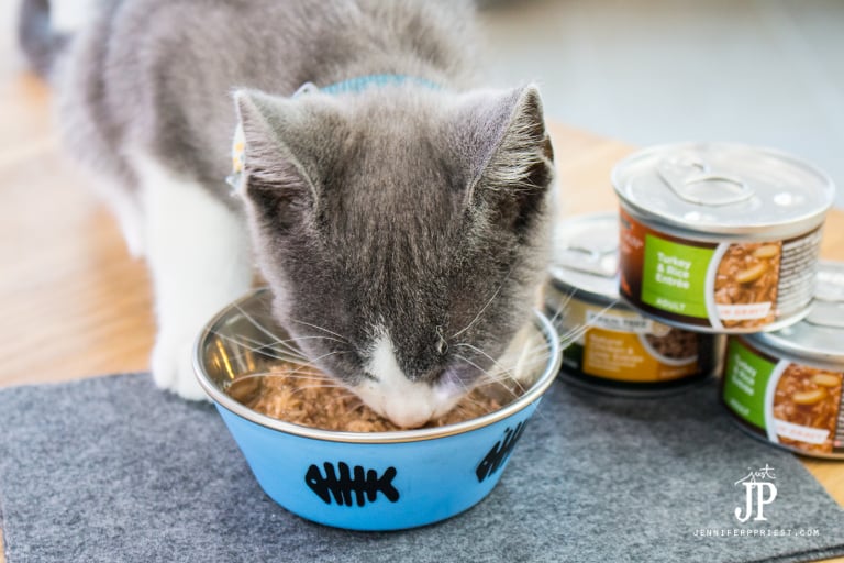 Welcoming a new kitten to the family: Tubbs