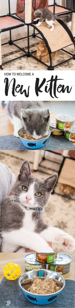 How do you welcome a new kitten into the family? Read our story about our new kitten Tubbs and get tips, like why the wet food we recommend is Purina @ProPlanCat ‪#‎ad‬ #PurinaProPolanWetFood