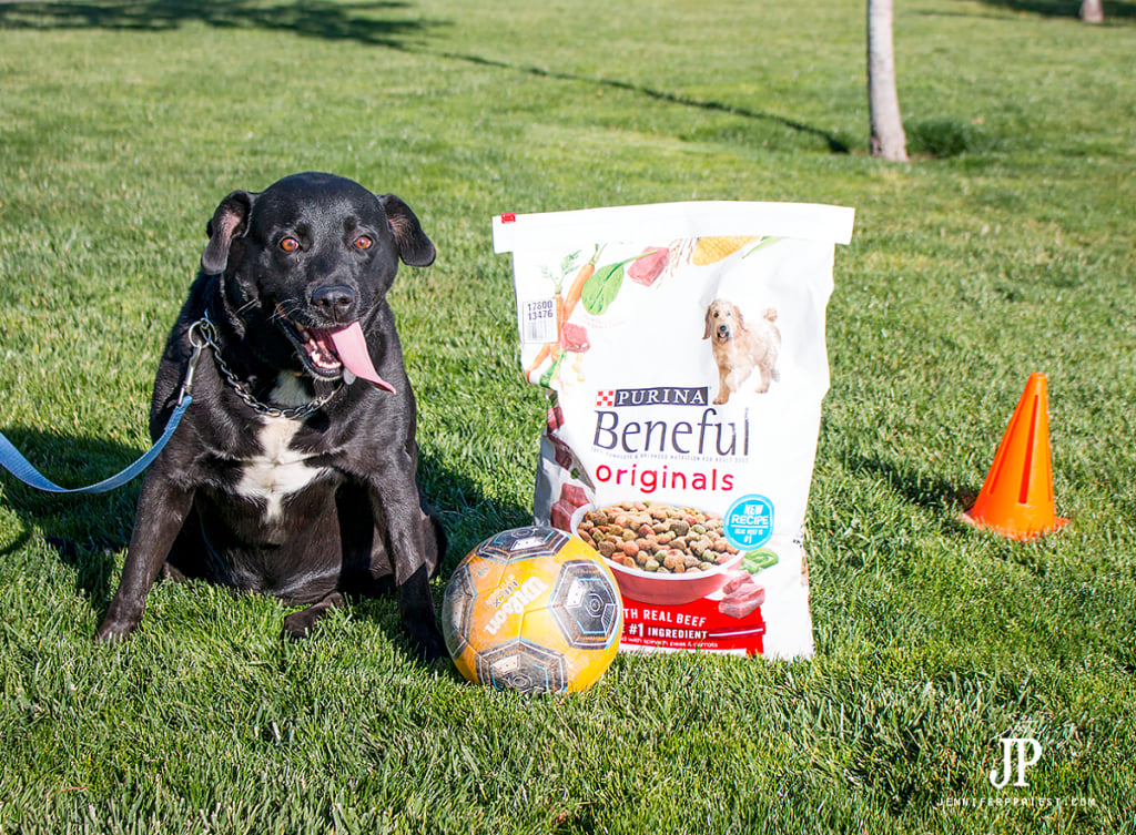 cooper-loves-the-new-recipe-purina-beneful-jenniferppriest