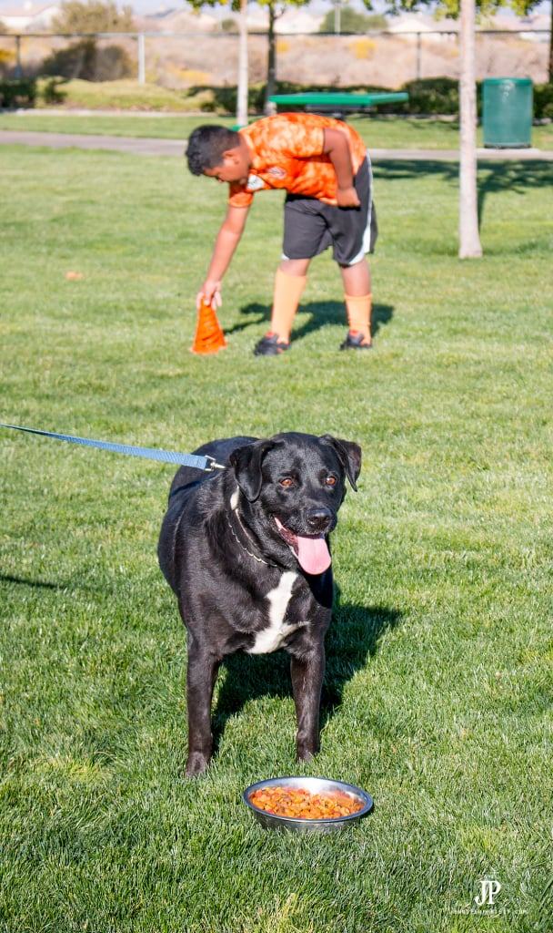 give-dog-snack-break-when-playing-soccer-with-your-dog-purina-beneful-jenniferppriest