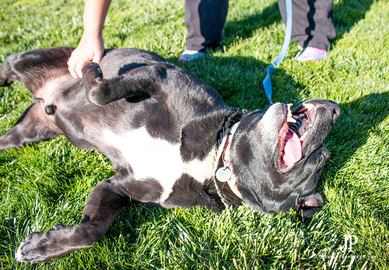 How to Play Soccer with your Dog