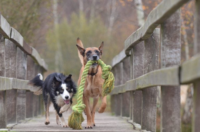 Autumn DIY Projects for Dogs