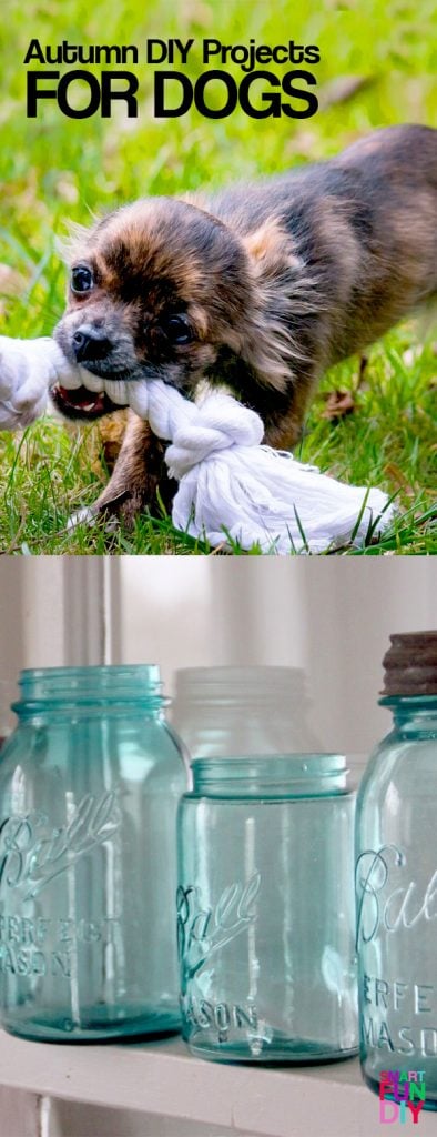 Autumn DIY projects for dogs - treats and toys to make for your pets in FALL