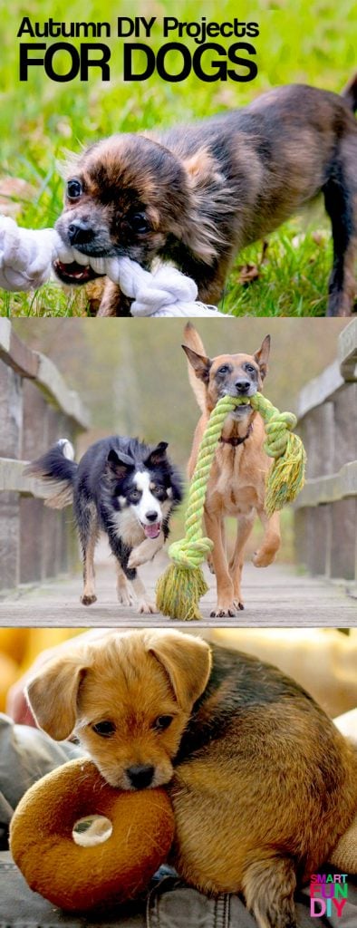 Autumn DIY projects for dogs - treats and toys to make for your pets in FALL