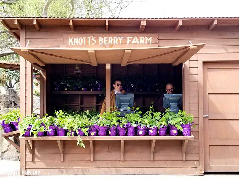 Boysenberry Plants for sale at Knott's Berry Farm